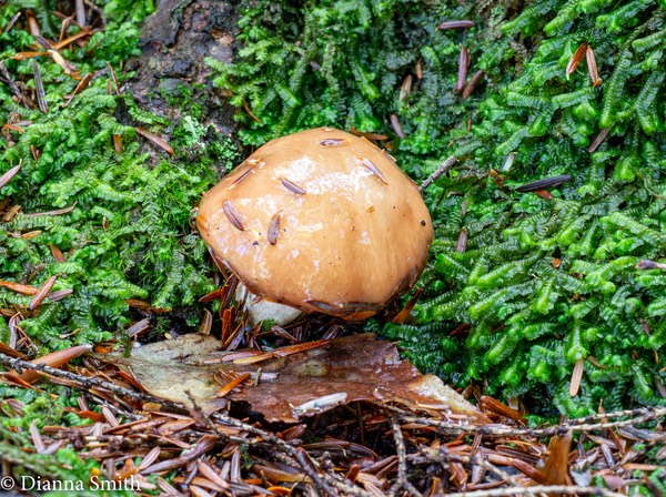 Suillus glandulosipes  White stemmed bolete  1010568