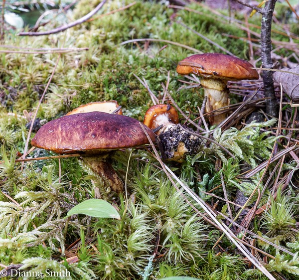 Suillus glandulosus  01600