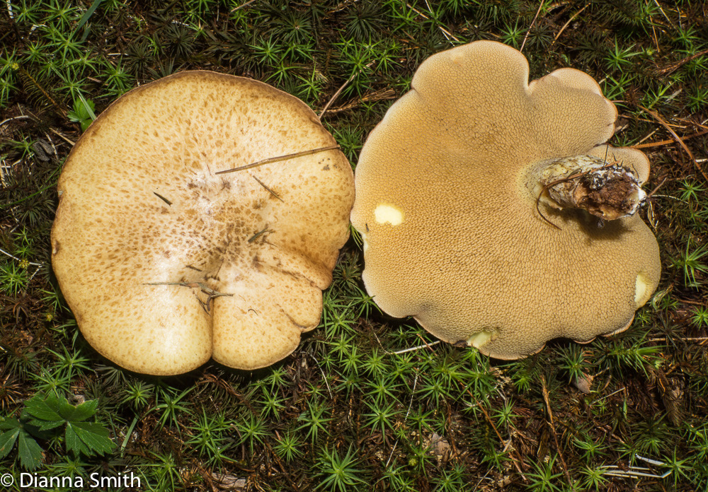 Suillus granulatus04519
