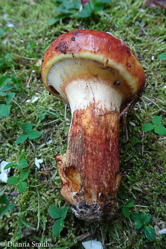 Suillus grevillei 05306