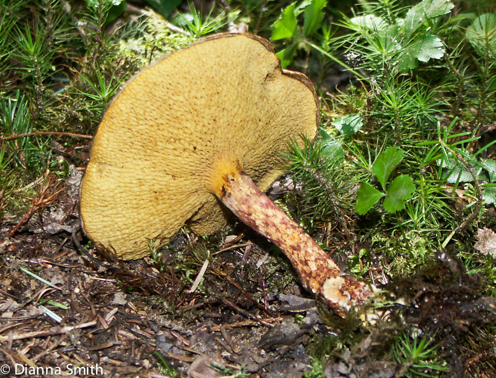 Suillus pictus (Suillus spraguei)6181