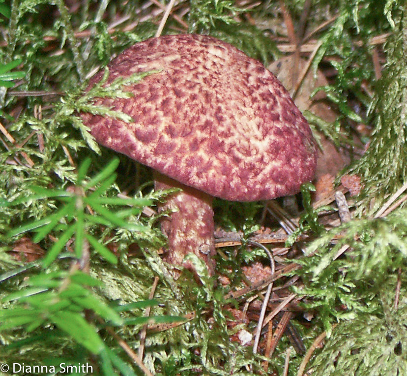 Suillus spraguei (pictus)6196