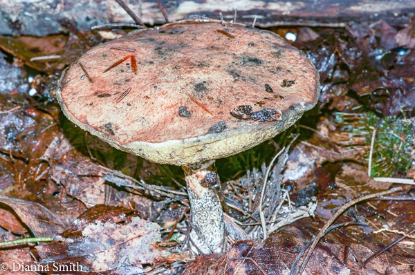 Suillus subalutaceus NAMA NC 9-26-2015
