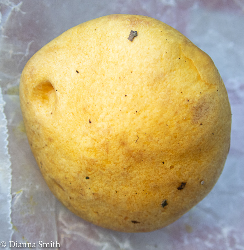 Suillus subaureus 9090916