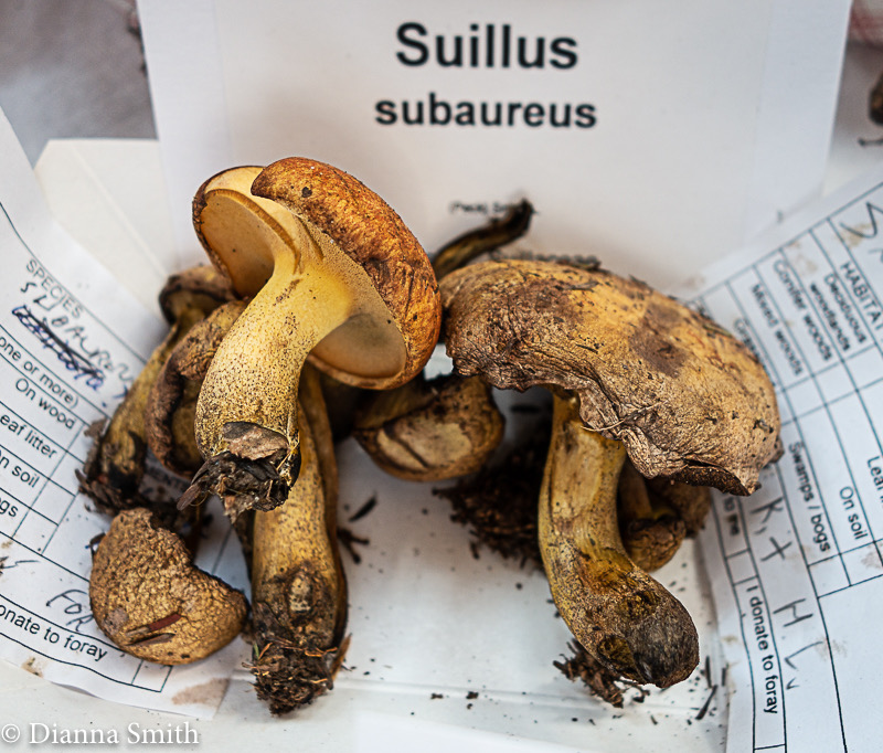 Suillus subaureus1361