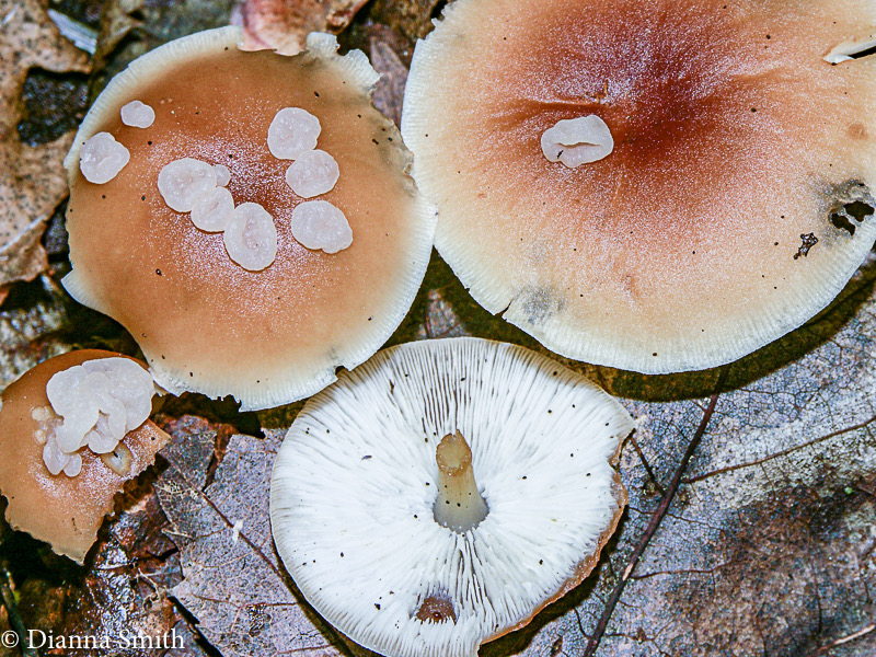 Syzygospora mycetophila1804