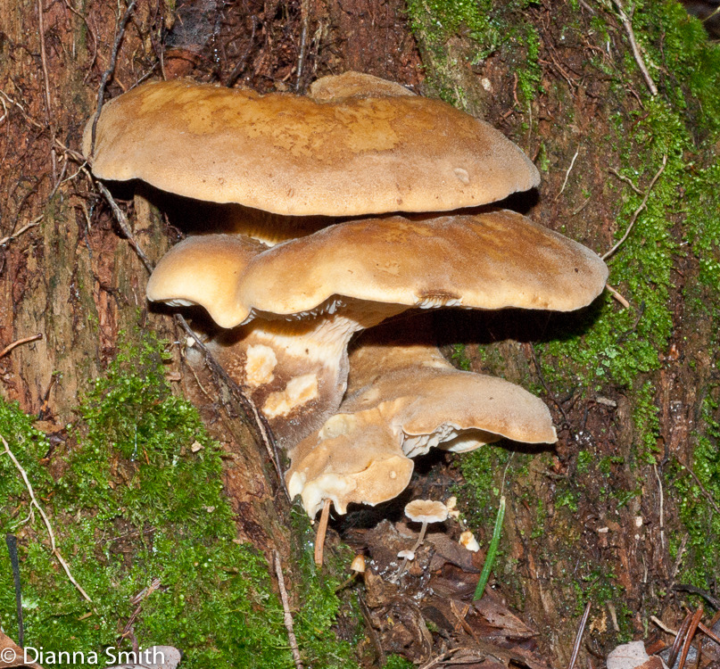 Tapinella atrotomentosa (Paxillus atrotomentosus)01729