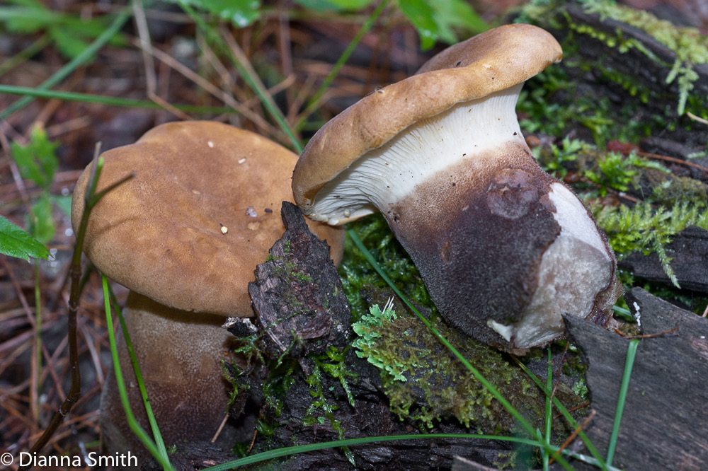 Tapinella atrotomentosa(Paxillus atrotomentosus)05528