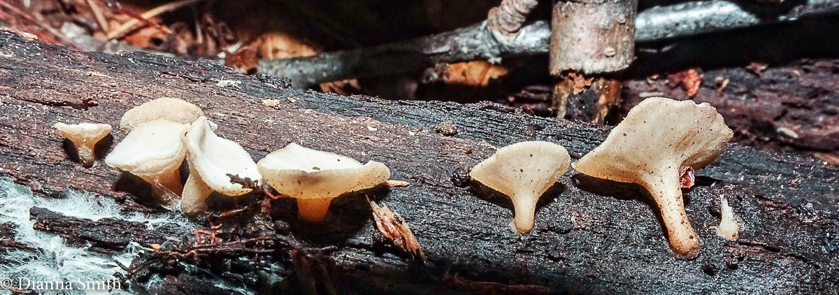 Tatraea macrospora 07763