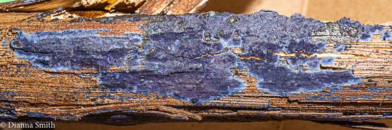 Terana caerulea 07780