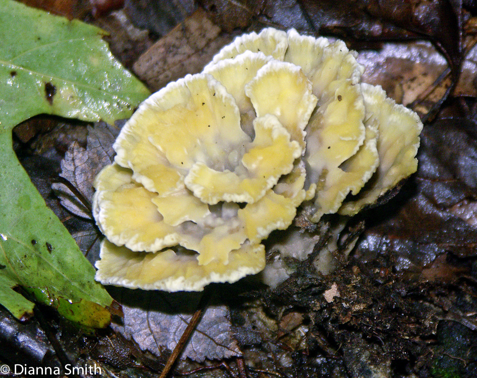 Thelephora vialis1888