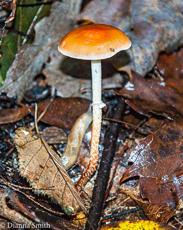 thrausta 06285