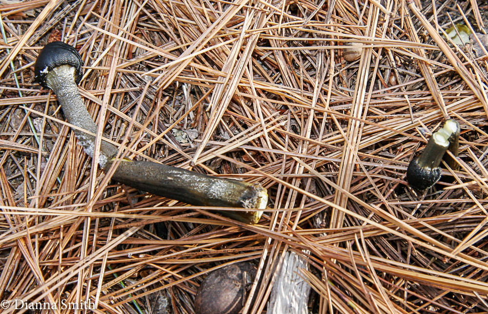 Tolypocladium capitatum (Elaphaocordyceps capitata, Cordyceps capitata) 0923