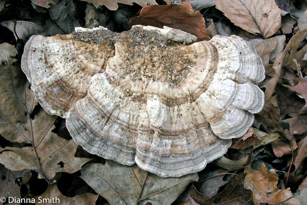 Trametes gibbosa (Lenzites gibbosa)-2048