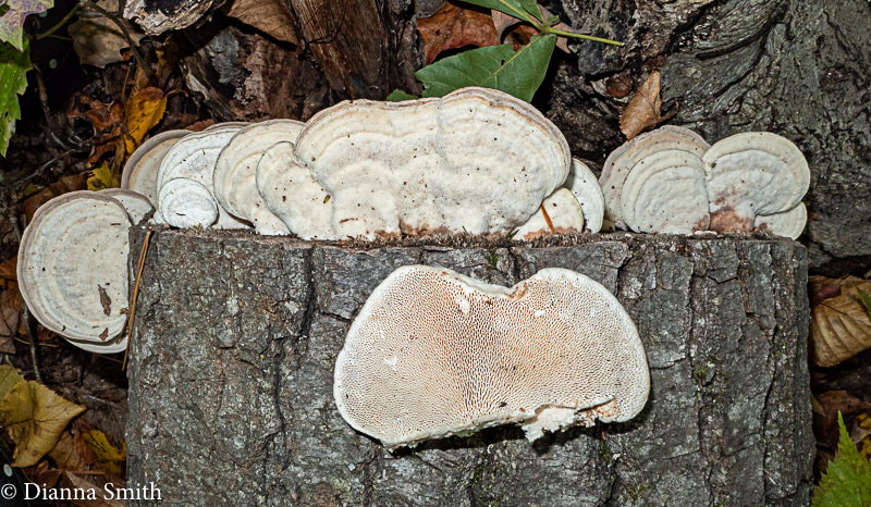 Trametes hirsuta 1000578