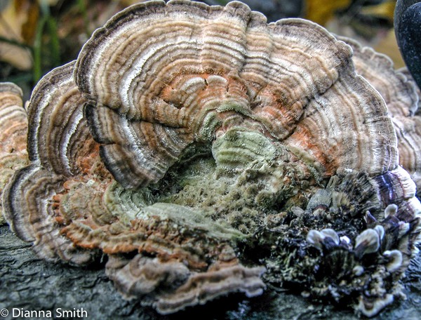 Trametes (Lenzites) betulina2127