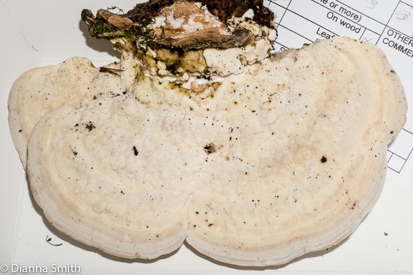 Trametes (Lenzites) gibbosa01532