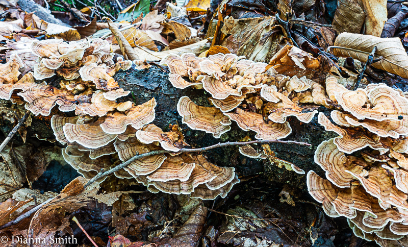 Trametes ochracea06149