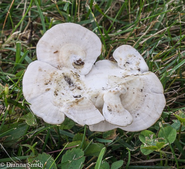 Trametes pubescens 04297