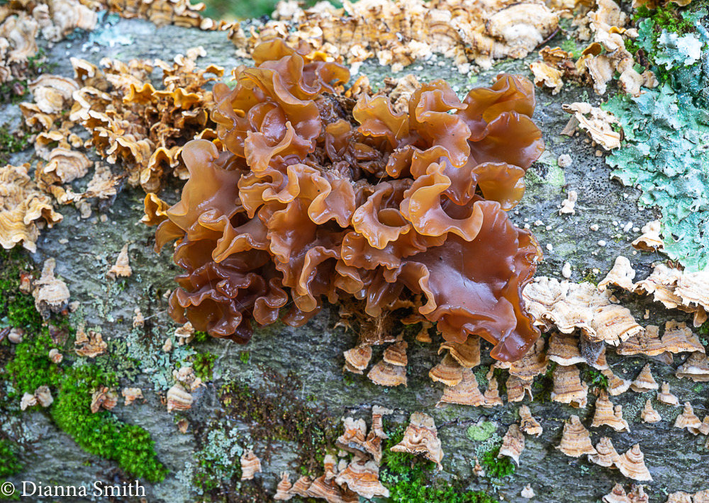 Tremella foliacea 06033