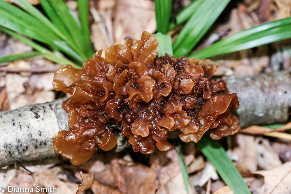 Tremella foliacea9857