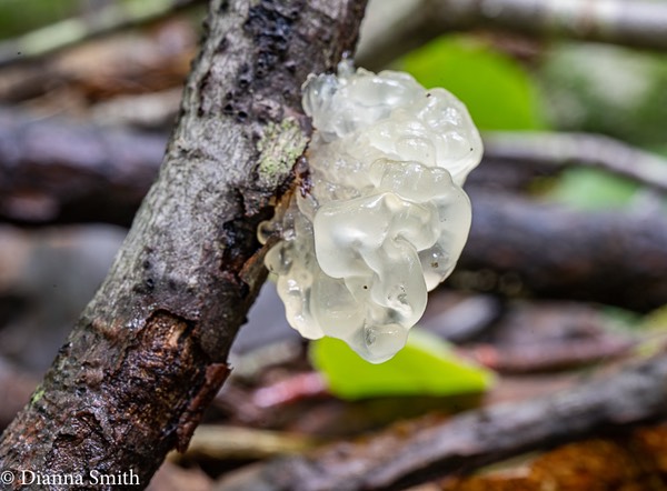 Tremella fusiformis White jelly 02737