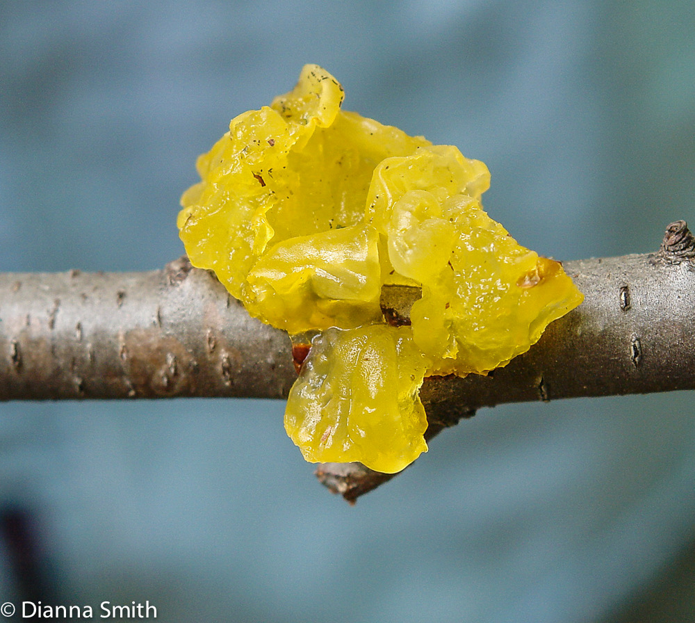 Tremella mesenterica7309