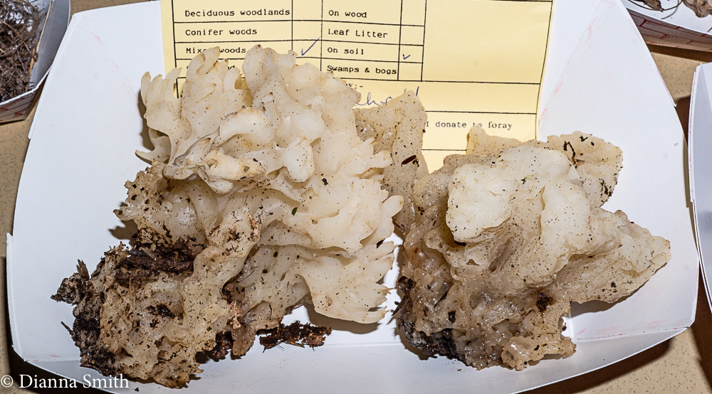 Tremella reticulata01590
