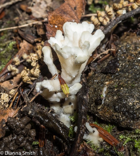 Tremellodendron schweinitzii (T. pallidum) 04600