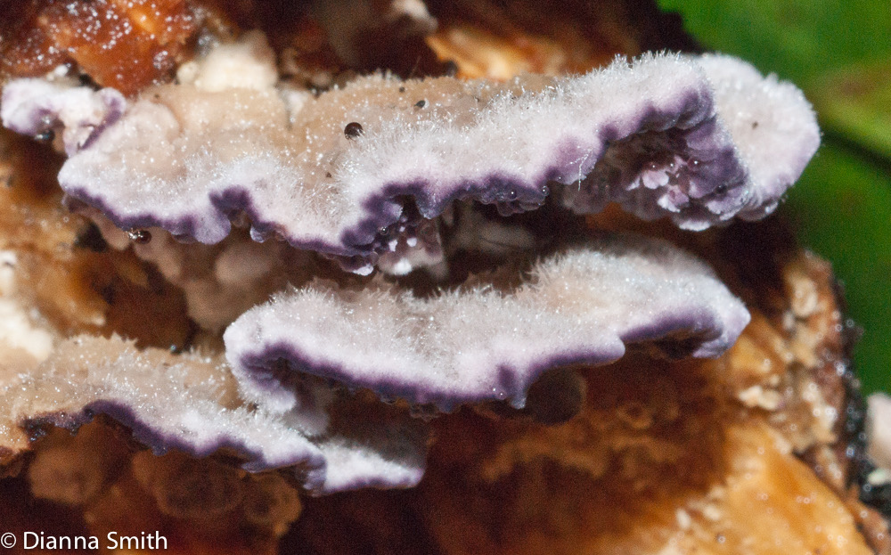 Trichaptum abietinum01641