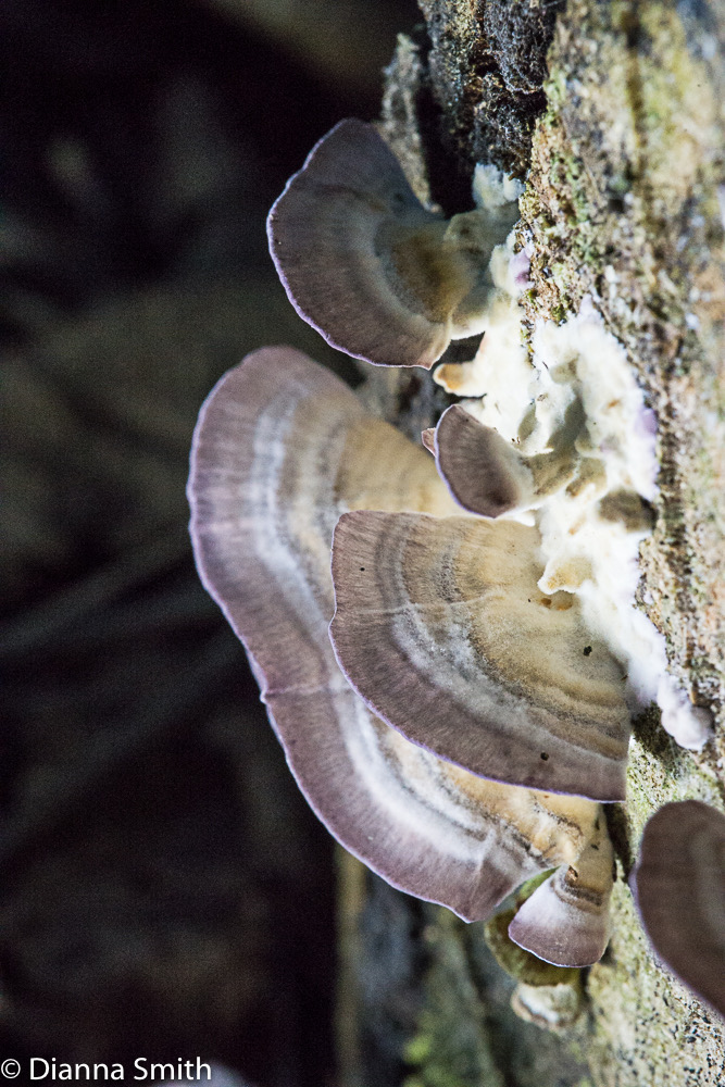 Trichaptum bifoorme 01407