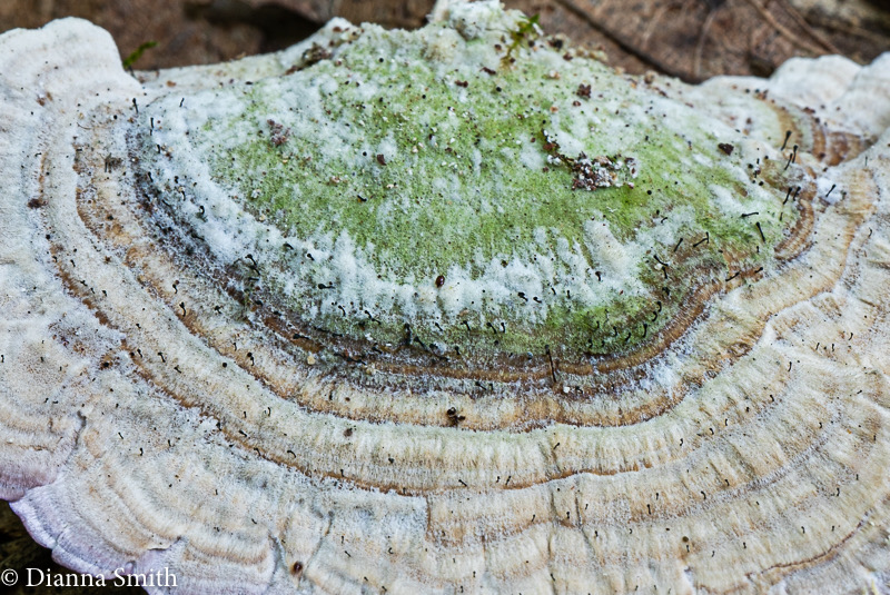 Trichaptum biforme with Phaeocalicium polyporeum 08997