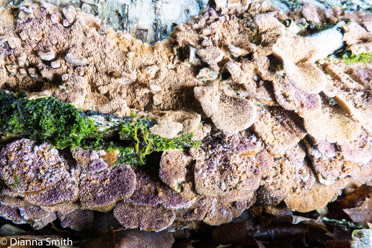 Trichaptum biforme 0128