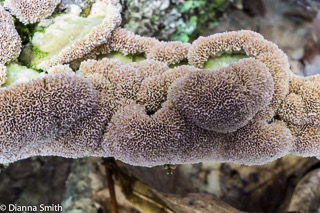 Trichaptum biforme