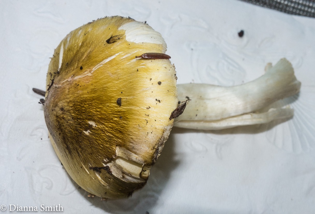 Tricholoma 00746