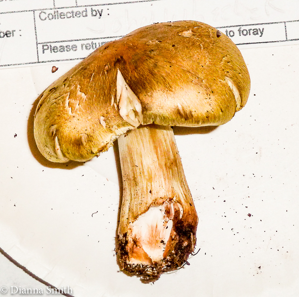 Tricholoma aestuans1020823