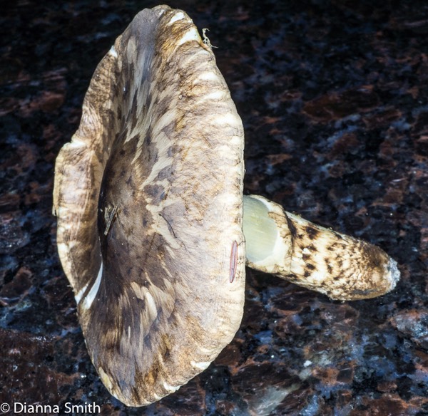 Tricholoma caligatum03780