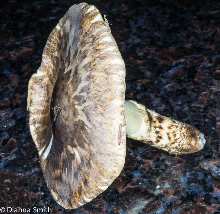 Tricholoma caligatum03780