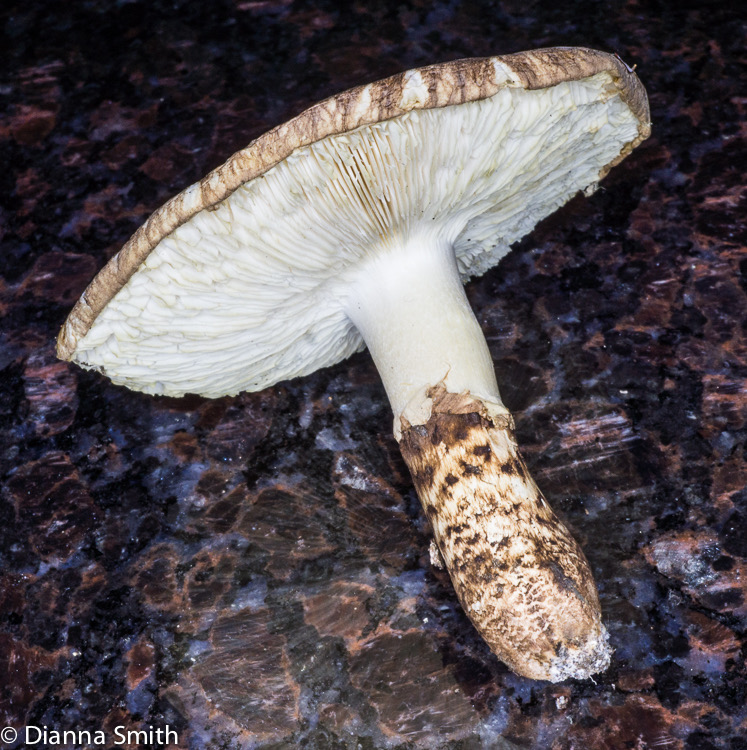 Tricholoma caligatum03781