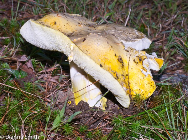 Tricholoma equestre (flavovirens)?1020474