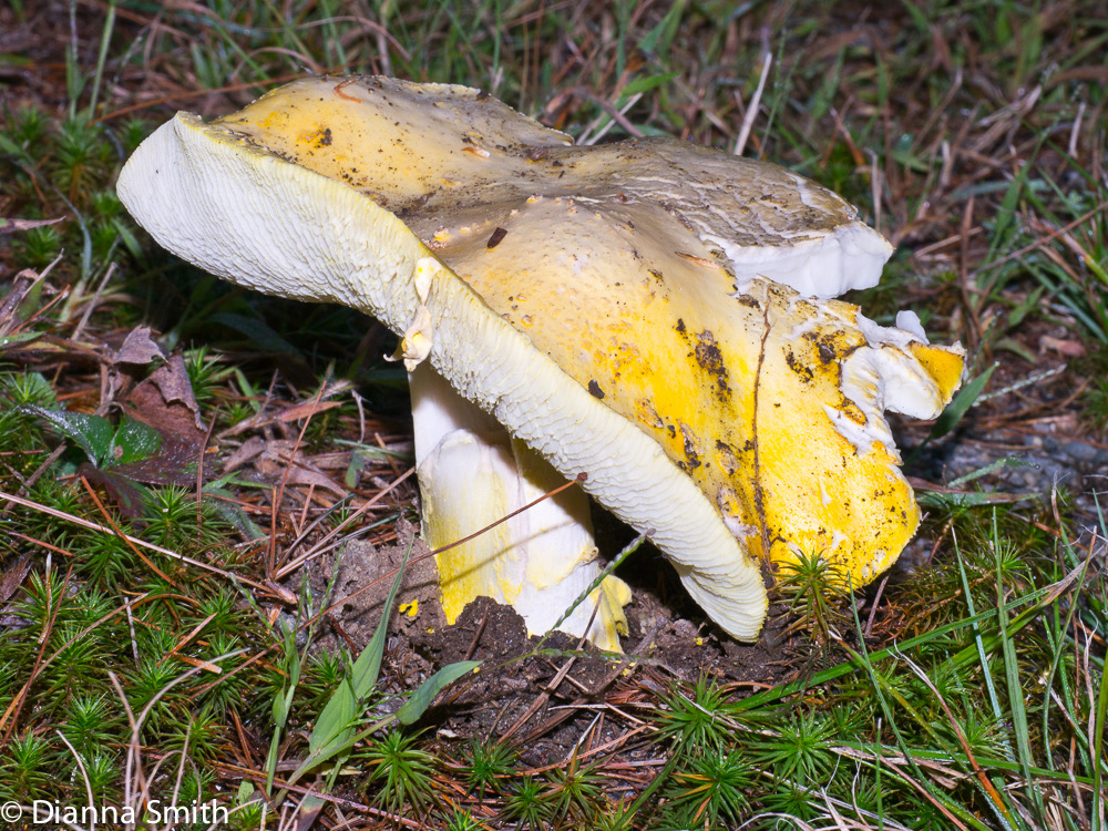 Tricholoma equestre (flavovirens)?1020474