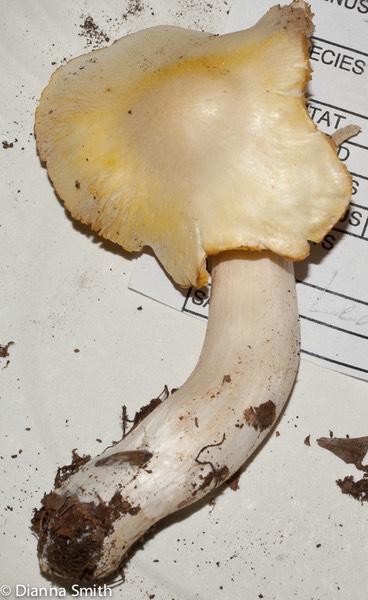 Tricholoma fumosolutium03234