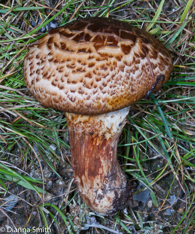 Tricholoma caligatum6633
