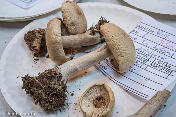Tricholoma odorum 02484