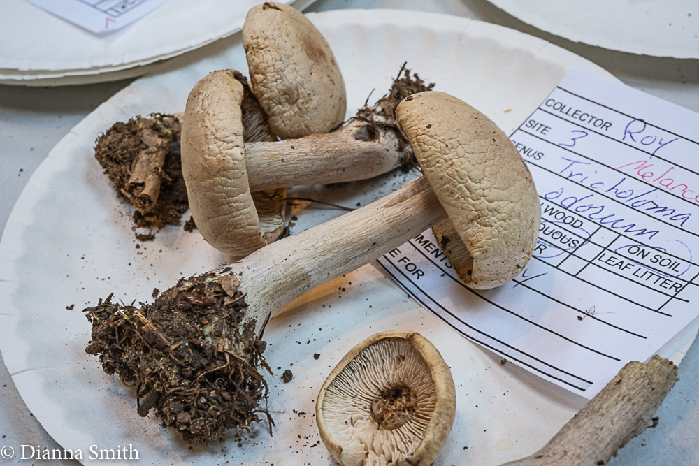 Tricholoma odorum 02484