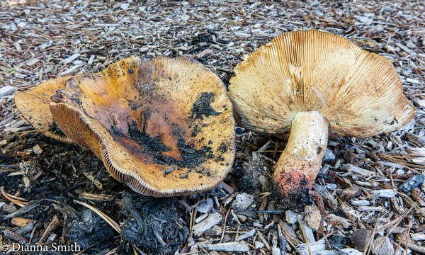 Tricholoma pessundatum  03567