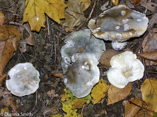 Tricholoma saponaceum5146