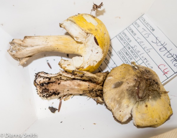 Tricholoma sublueum1952
