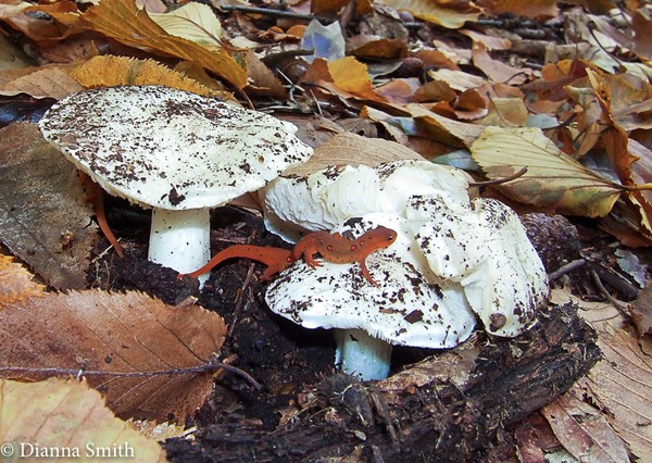 Tricholoma subrespendens (T. columbetta)& twonewts1090062