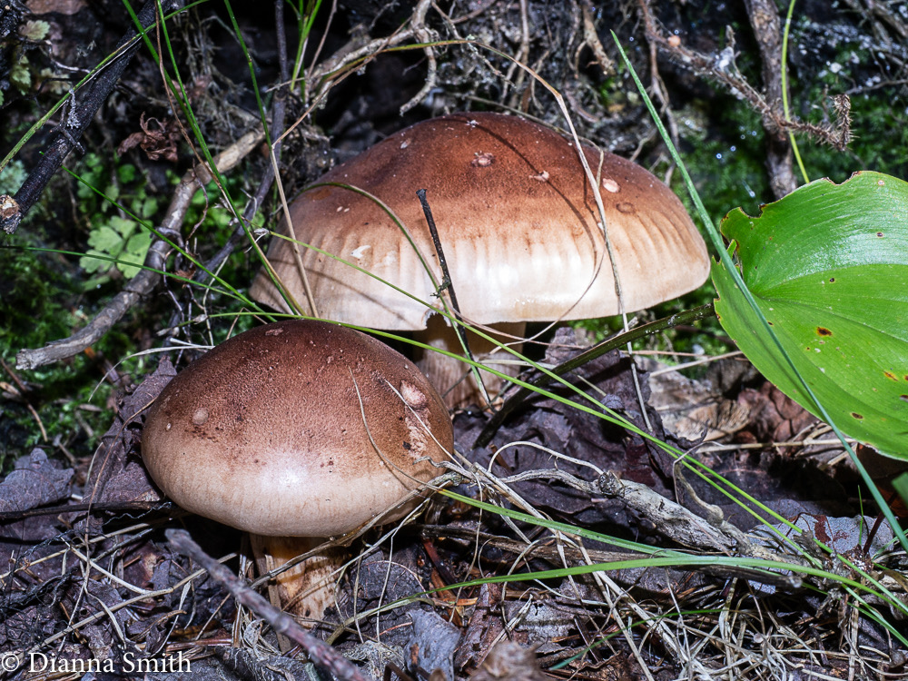 Tricholoma transmutans 1020614